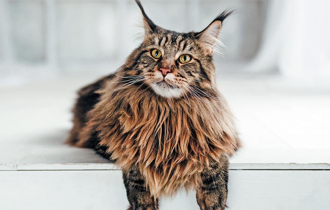 Maine Coon - brown