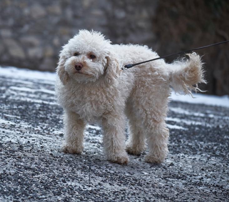 Are Bolognese dogs hypoallergenic?