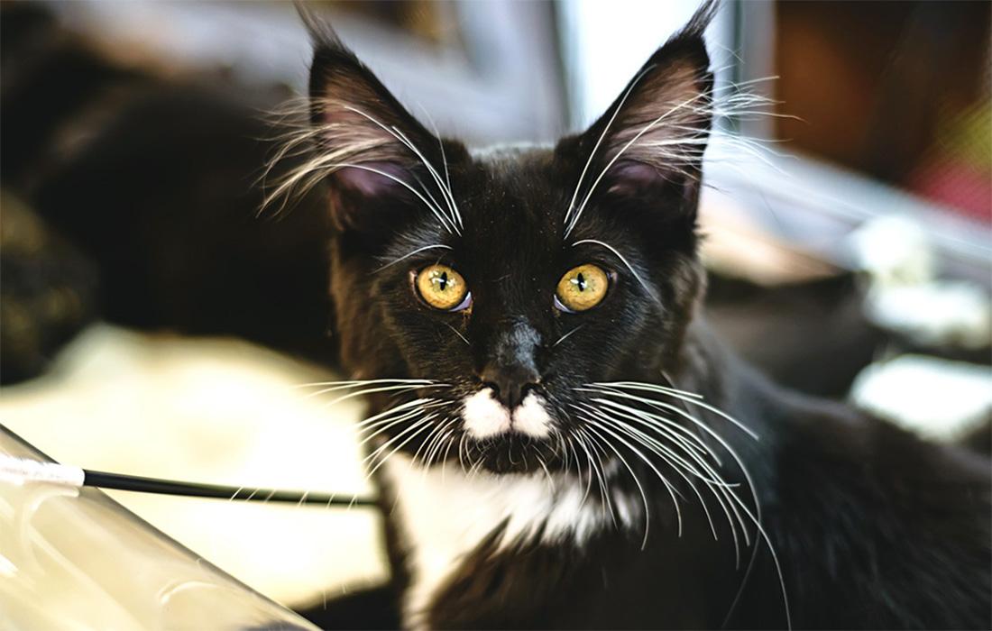 Maine Coon - black