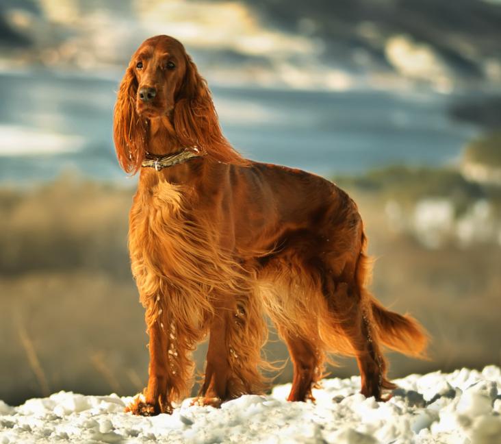 How big is an Irish Setter?