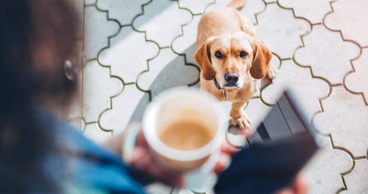 Can Coffee Grounds Hurt Dogs?