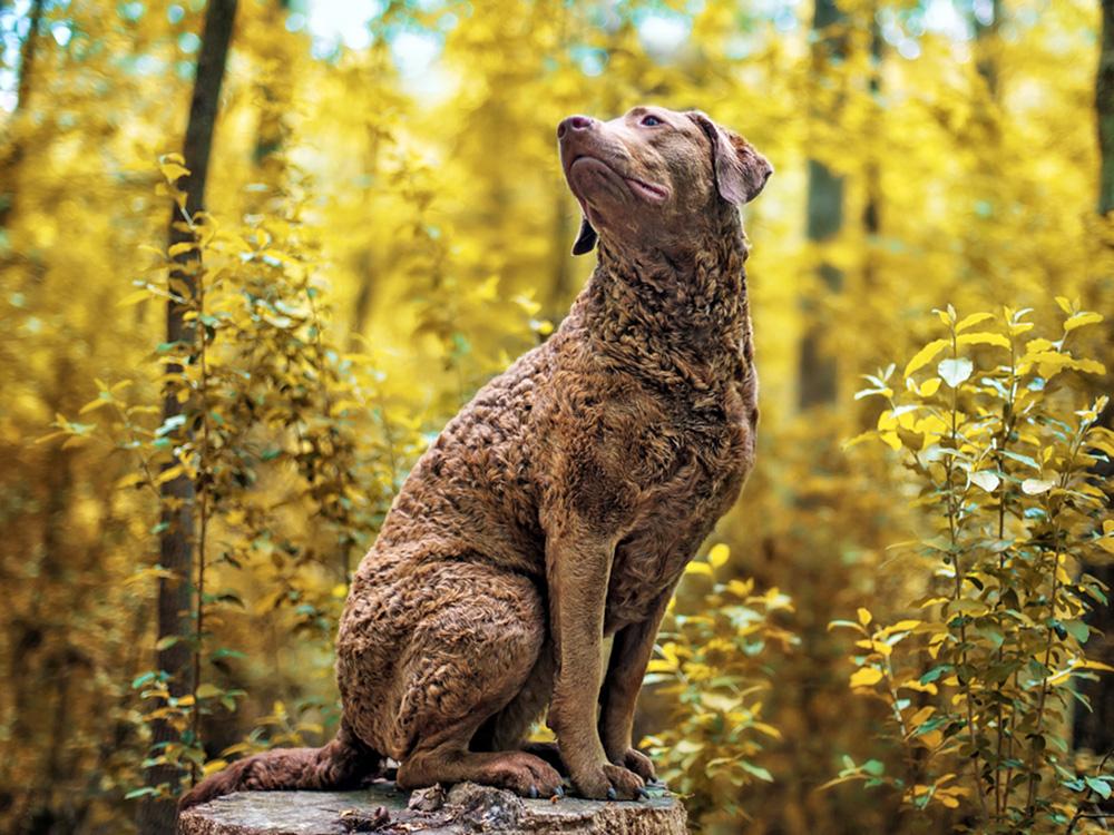 A Chesapeake Bay Retriever Sitting on a Stump in the Woods