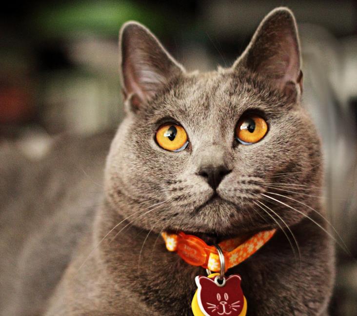 Are Chartreux cats good indoor cats?