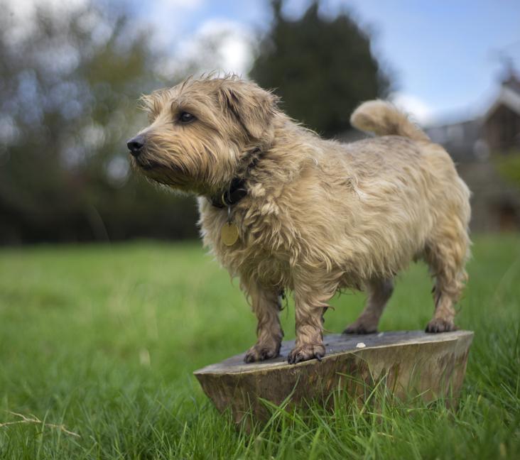 How big do Norfolk Terriers get?