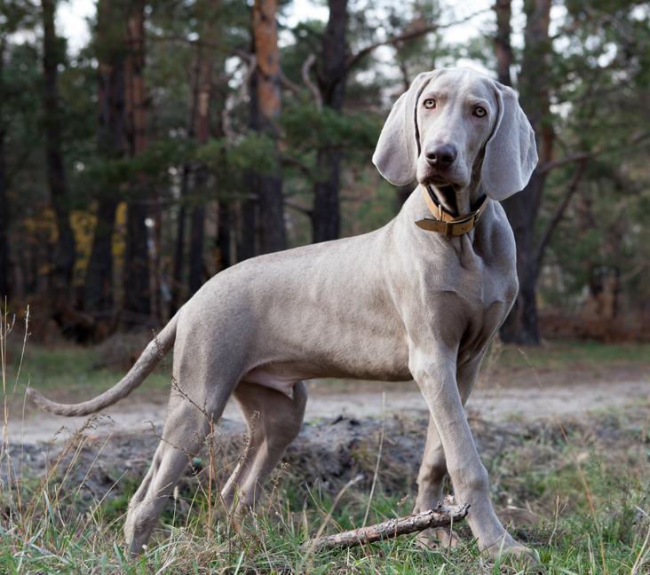 Where are Weimaraners from?