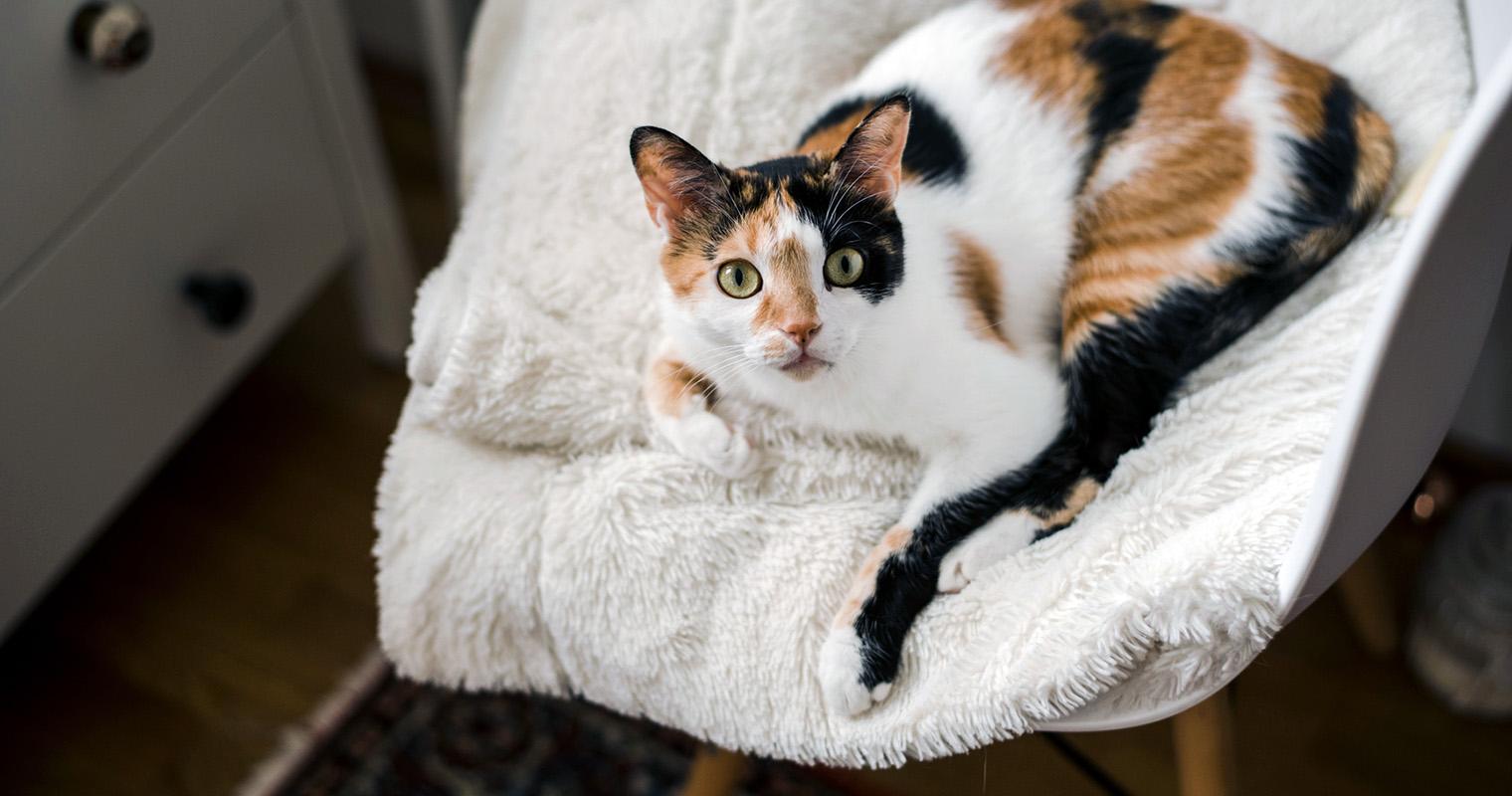 200+ Calico Cat Names for Your Calico Kitty