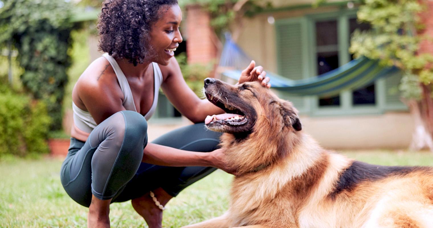 15 Irresistible German Shepherd Mixes