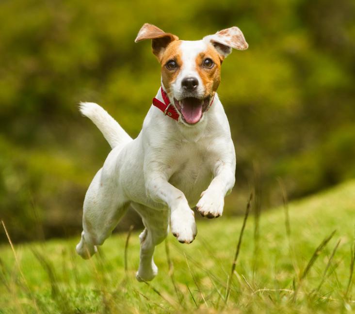 How big do Jack Russell Terriers get?