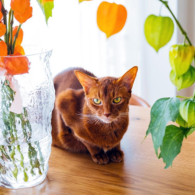 Are Brown Cats Rare? Meet The Rarest Cat Breeds