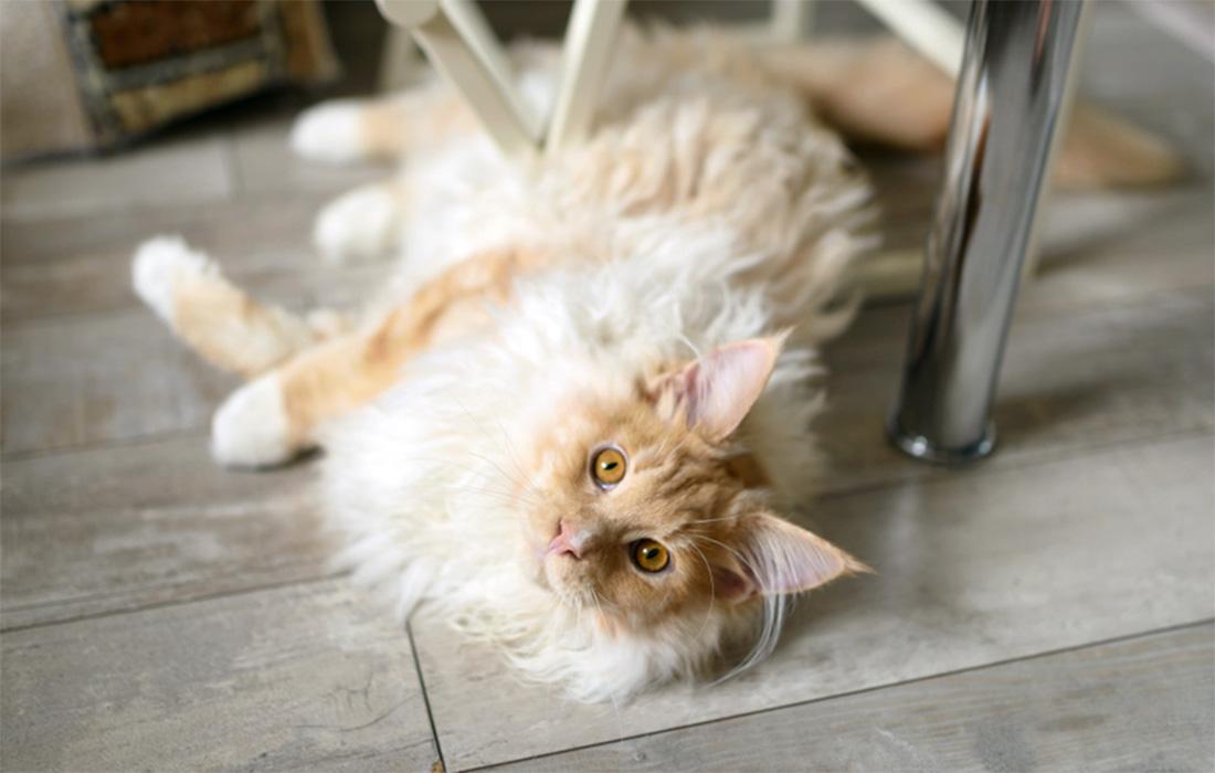 Maine Coon - cream