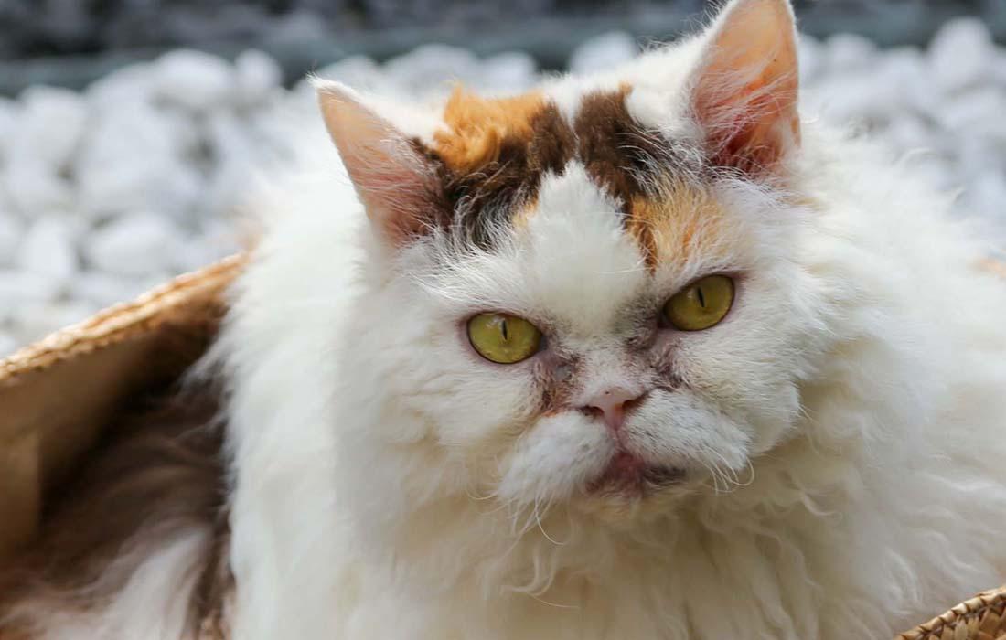 Selkirk Rex - White