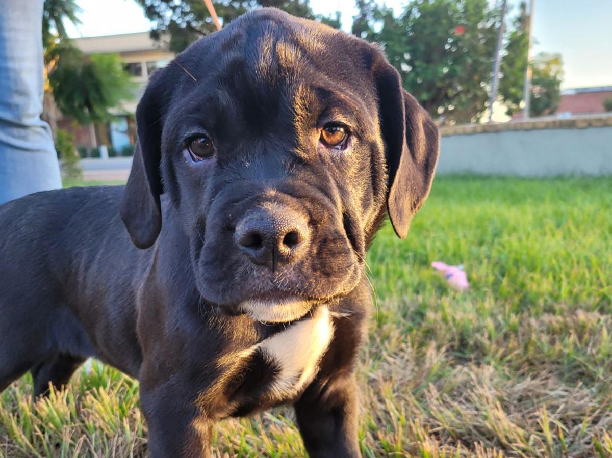 golden retriever / bulldog mix