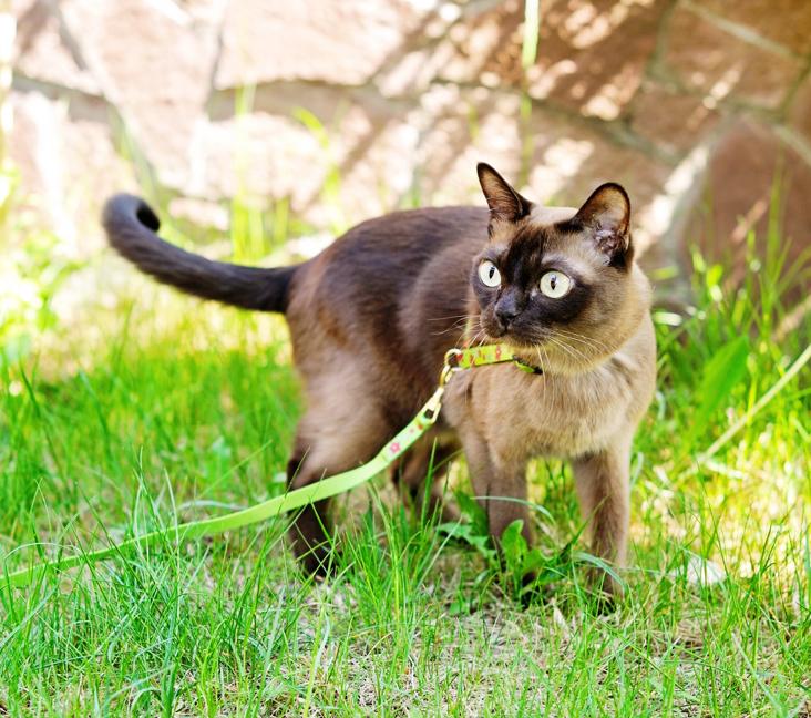 What color coats can Burmese cats have?