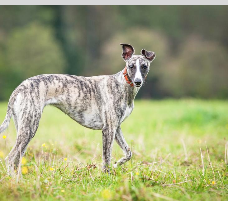 How big do Whippets get?