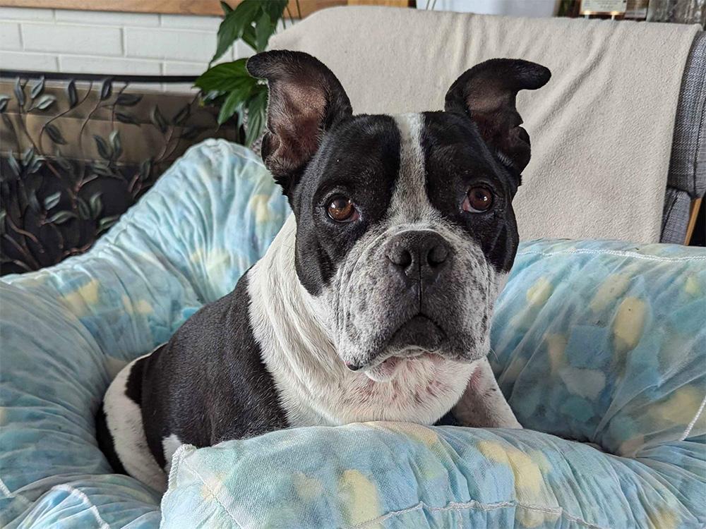 bull dog Boston terrier mix