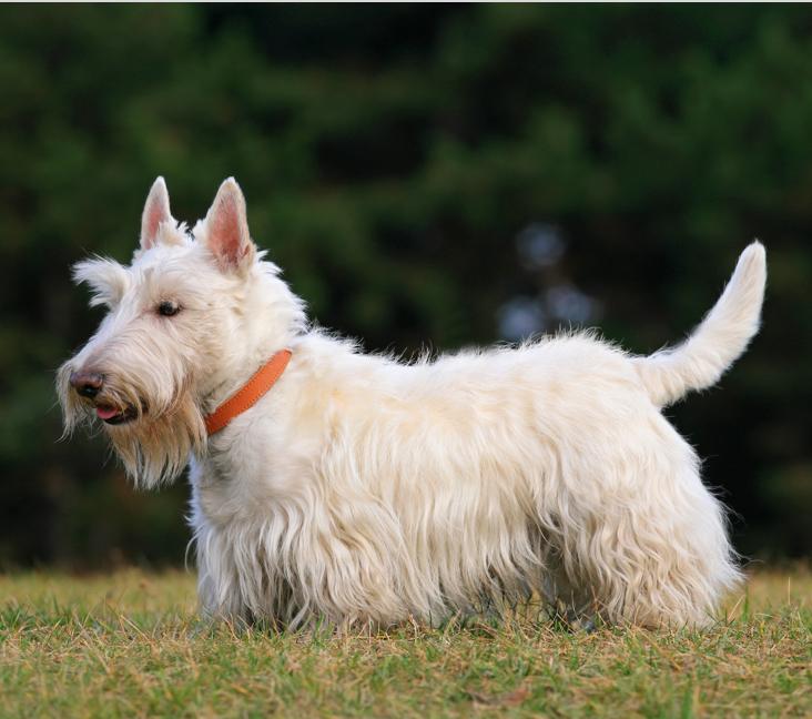 What were Scotties bred for?