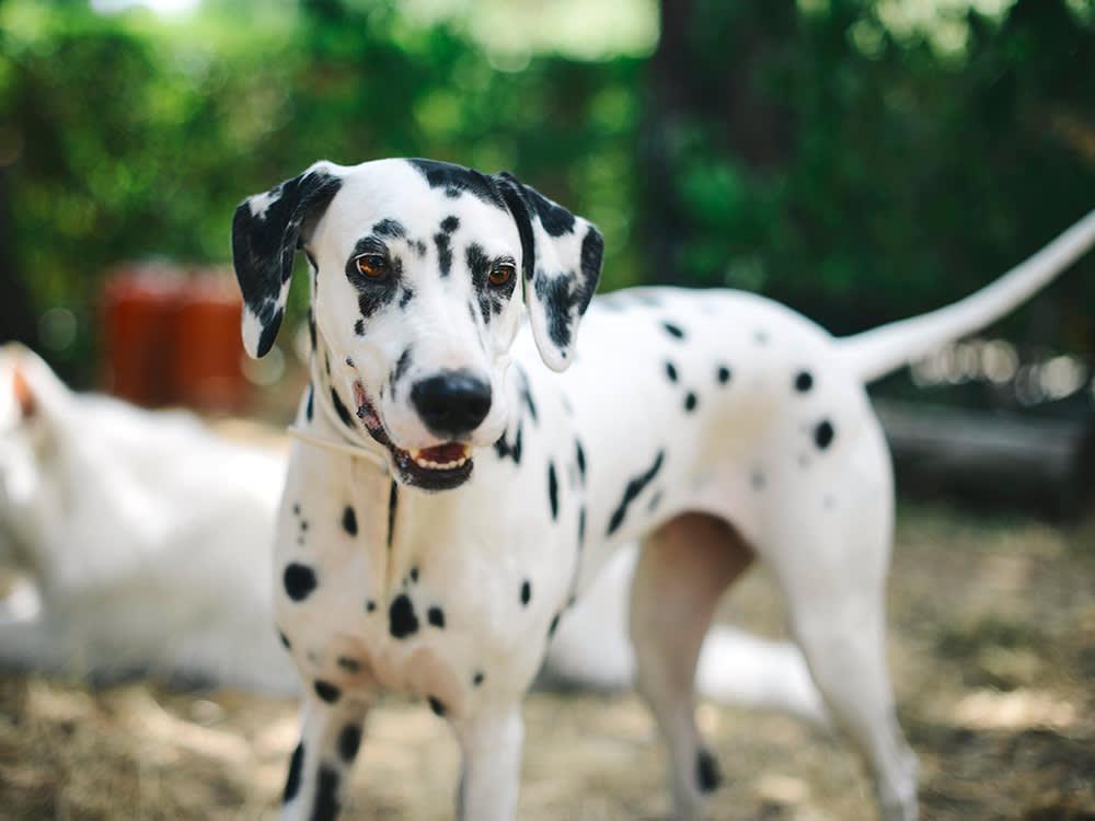 healthy dalmatian dog in park