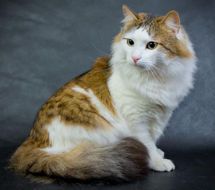 Are Ragamuffin cats good with other cats?