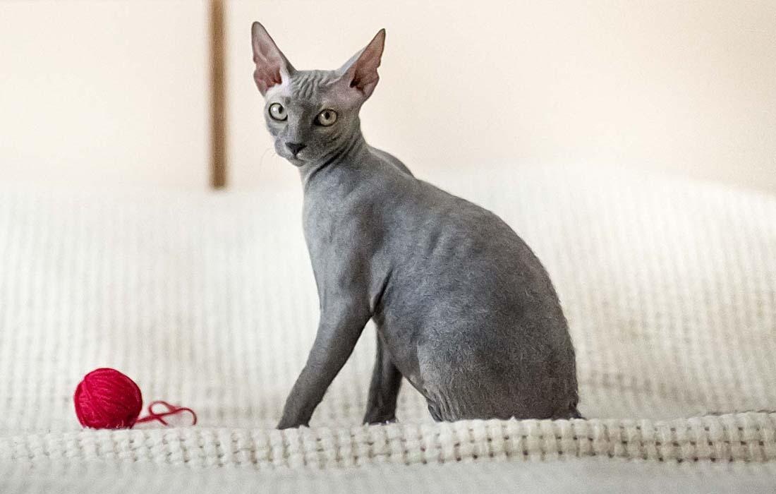 Sphynx - Gray