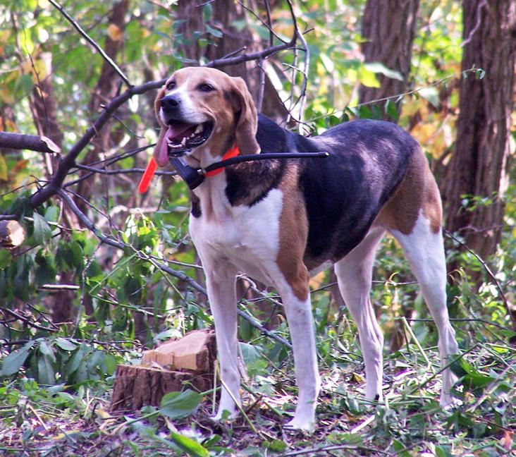 Are American Foxhounds good with other dogs?