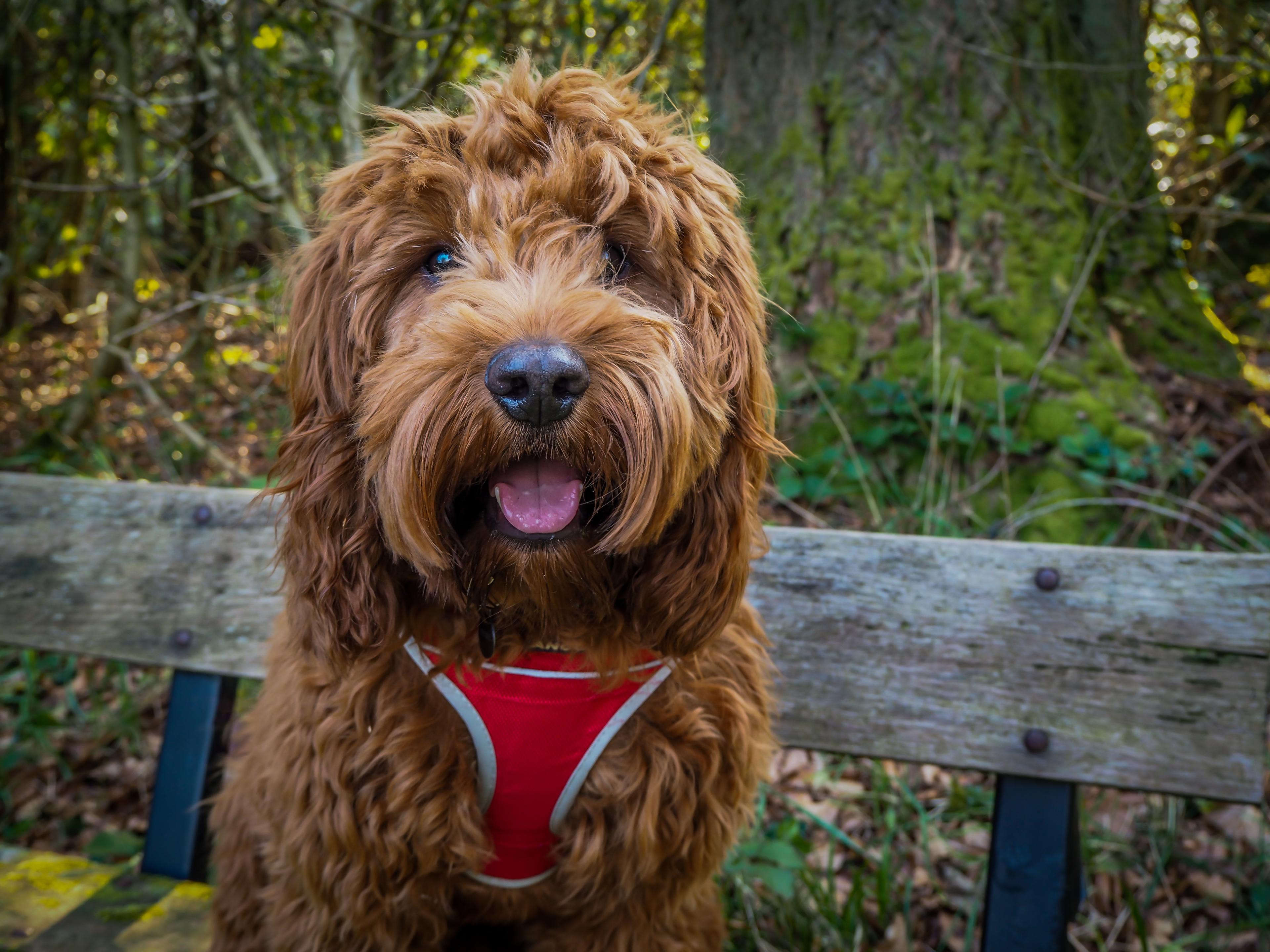 cockapoo sitting on a bench