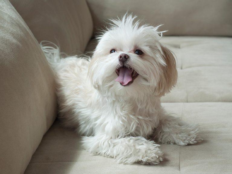 white Maltese