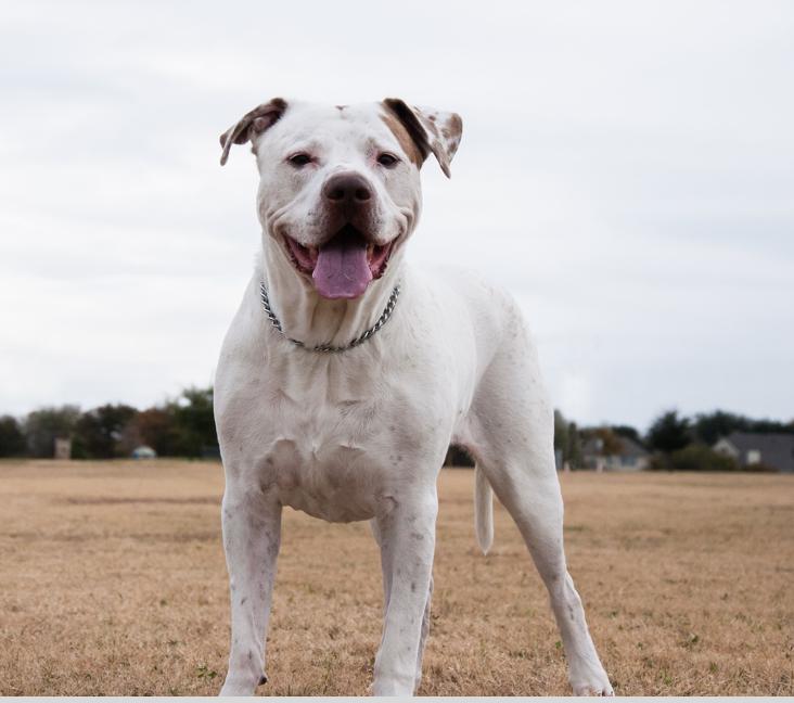 Are Dogo Argentinos good with kids?