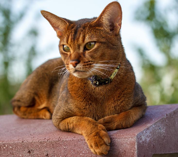 Are Abyssinian cats good with other cats?