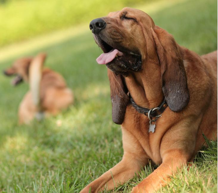 Are Bloodhounds good with kids?