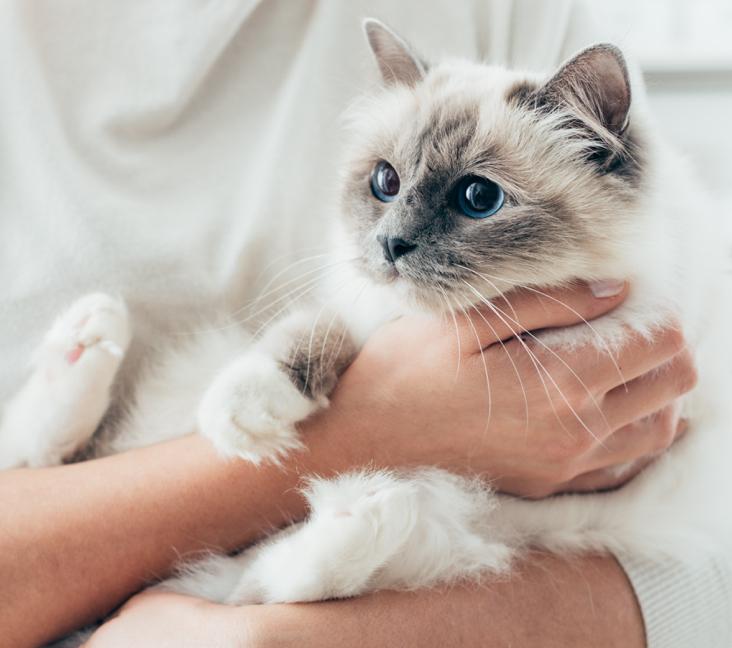 Are Birman cats cuddly?