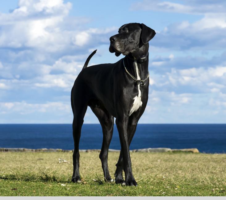 What is the rarest Great Dane color?