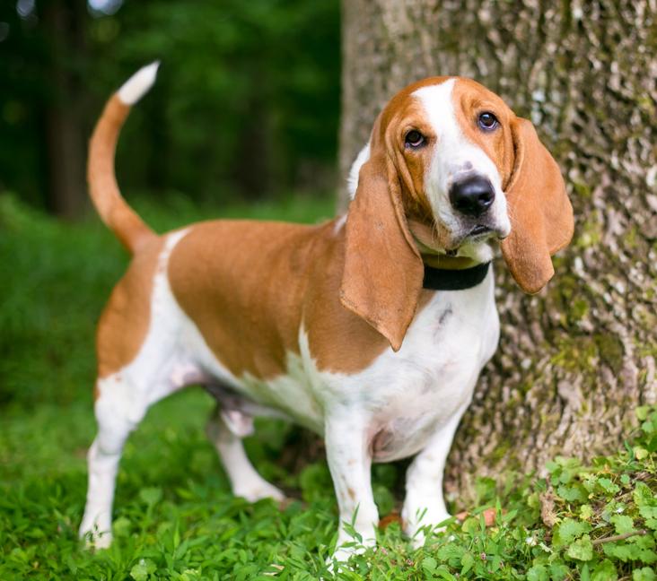 When do Basset Hounds calm down?