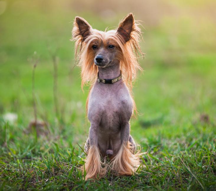 Are Chinese Crested Dogs good for first-time pet parents?