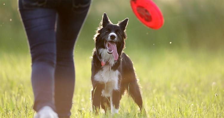 What Does it Mean to Rehome a Border Collie?