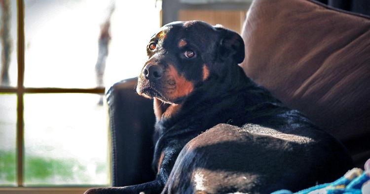 What is the best way to rehome a Rottweiler?