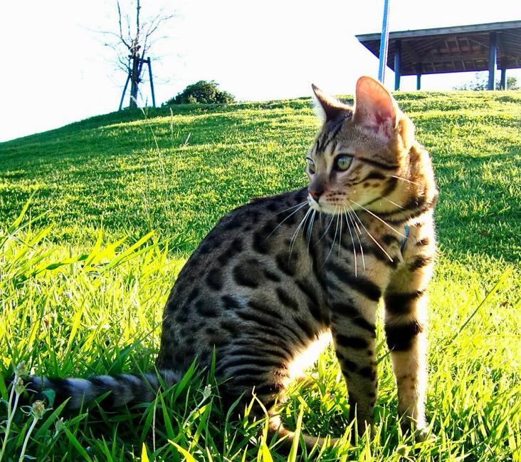 Do Bengal cats scratch furniture?