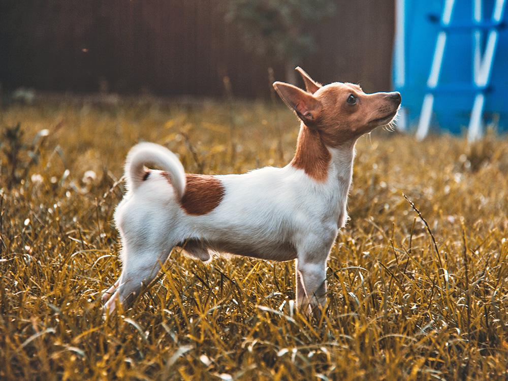 toy fox terrier