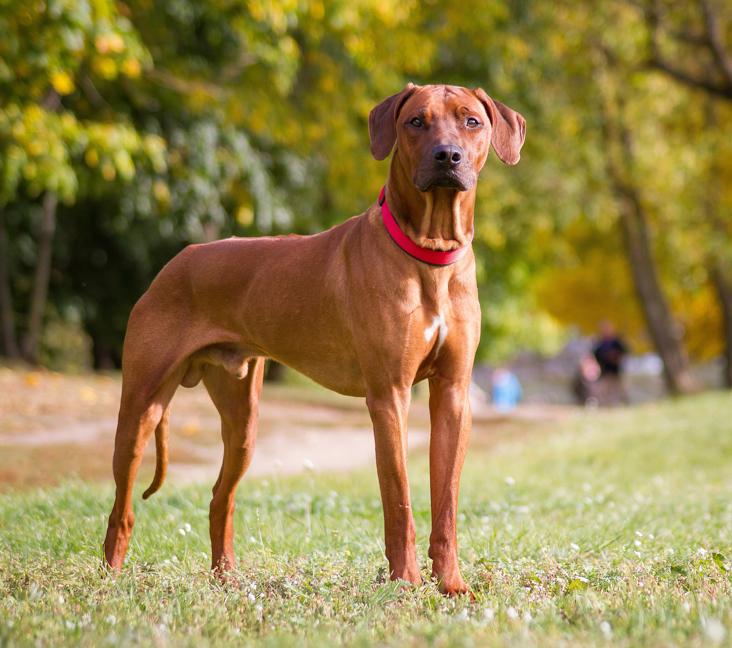 Why do Rhodesian Ridgebacks have a ridge?