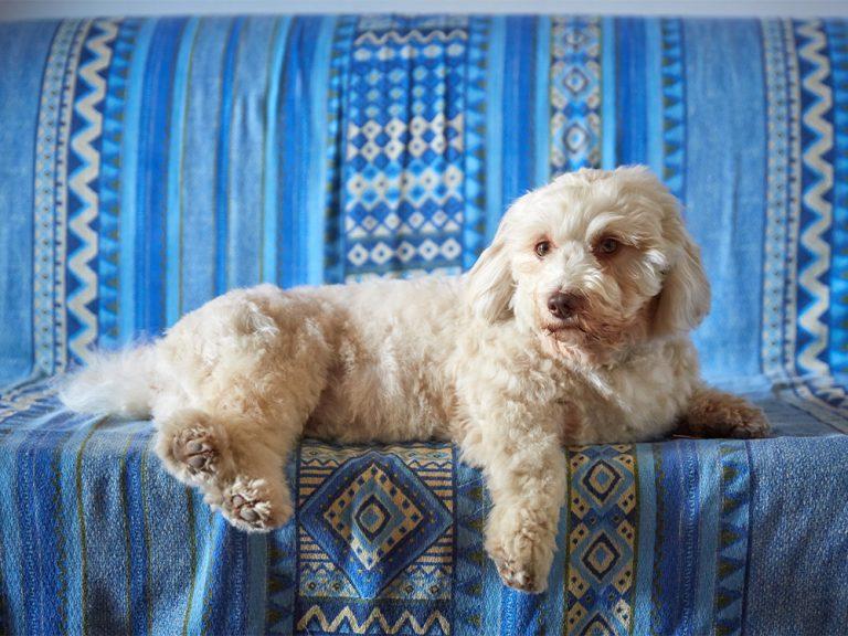 white Havanese