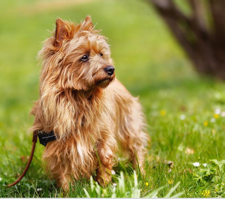 Are Australian Terriers smart?