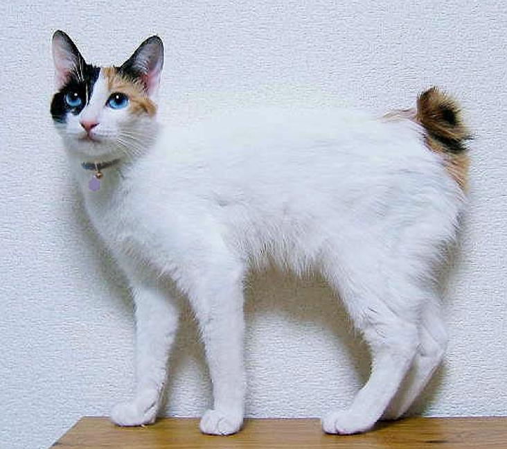 What color coats can Japanese Bobtail cats have?