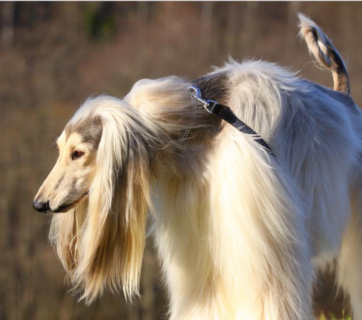 Are Afghan Hounds hypoallergenic?