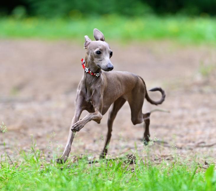 Are Italian Greyhounds good with kids?