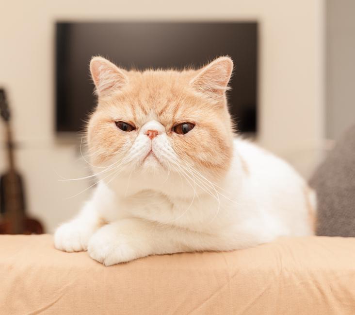 How big do Exotic Shorthair cats get?