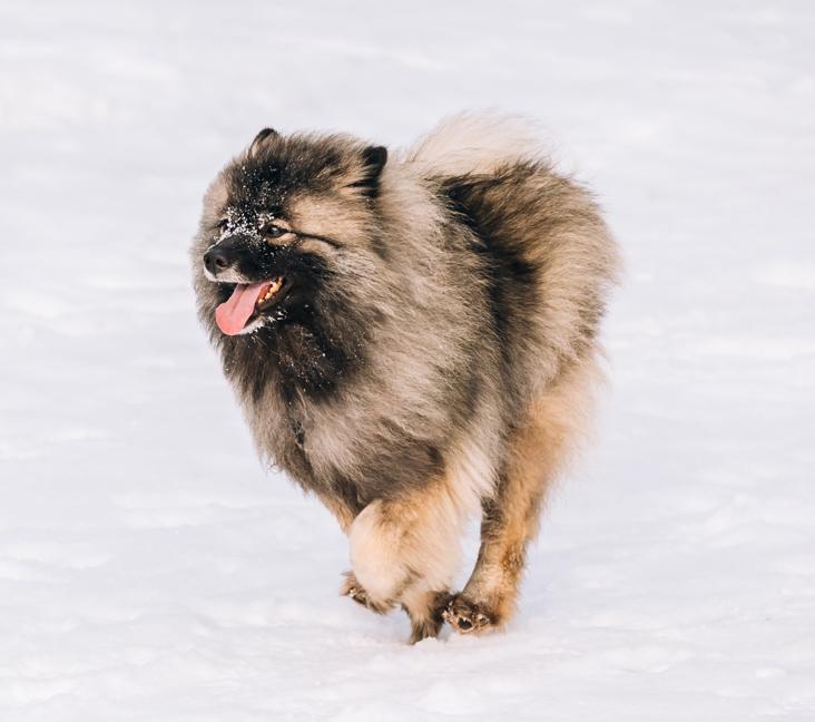 Can a Keeshond dog be shaved?