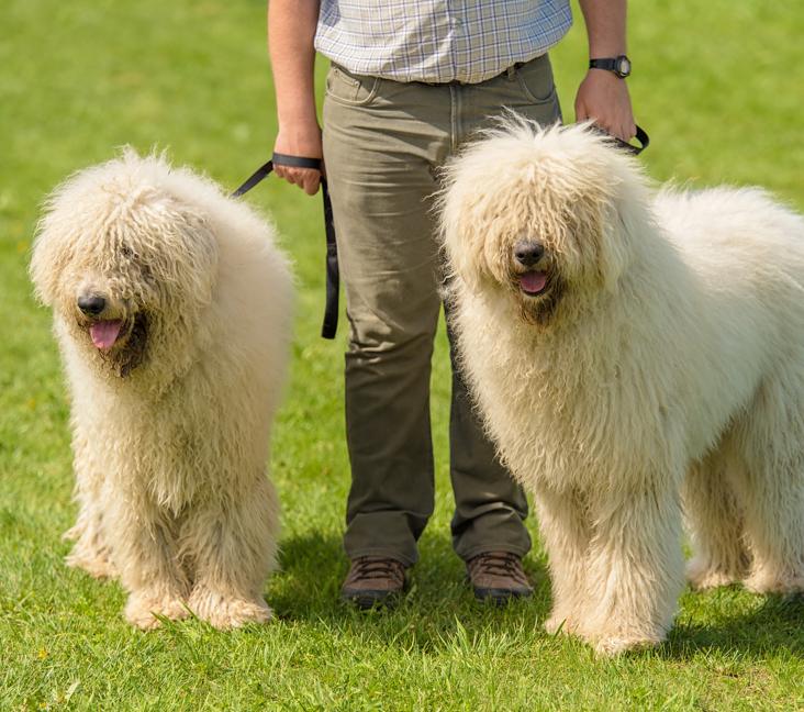 Do you need to groom a Komondor?