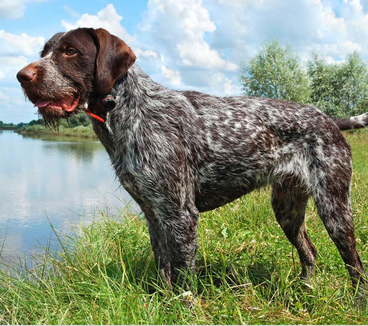 Are German Wirehaired Pointers good family dogs?