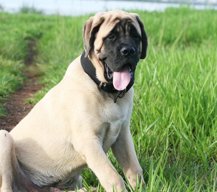 Are Mastiffs smart?