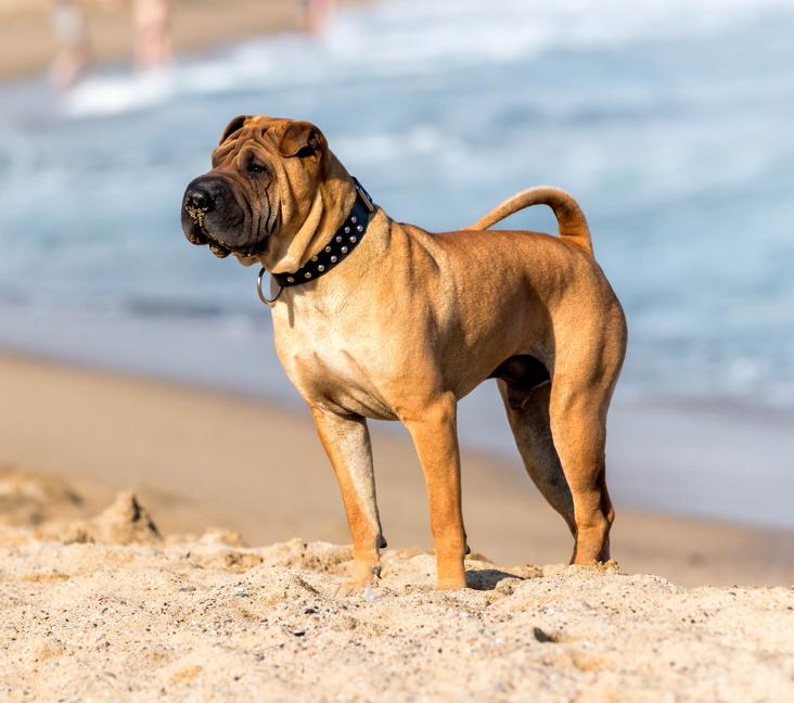 Are Shar-Pei good with kids?