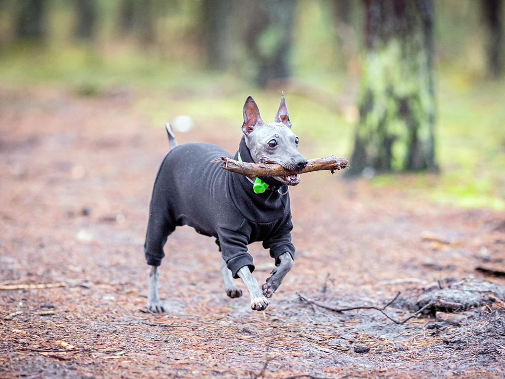 American Hairless terrier in forest